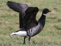 Black Brant x Dark-bellied Brent Goose hybrid